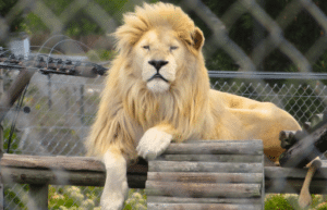south-africa-big-cat-refuge-&-marcela-31