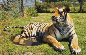 south-africa-big-cat-refuge-&-marcela-33