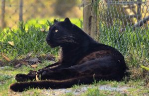 south-africa-big-cat-refuge-&-marcela-36