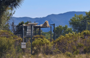 south-africa-big-cat-refuge-&-marcela-6