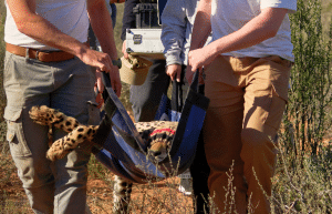 african-wildlife-conservation-private-reserve-12