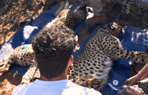 african-wildlife-conservation-private-reserve-13