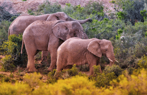 african-wildlife-conservation-private-reserve-18