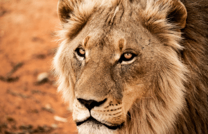 african-wildlife-conservation-private-reserve-19