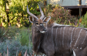 african-wildlife-conservation-private-reserve-2