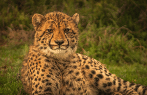 african-wildlife-conservation-private-reserve-20