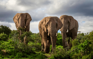 african-wildlife-conservation-private-reserve-21