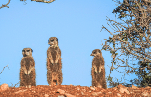 african-wildlife-conservation-private-reserve-22