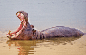 african-wildlife-conservation-private-reserve-27