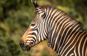 african-wildlife-conservation-private-reserve-28