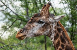 african-wildlife-conservation-private-reserve-30