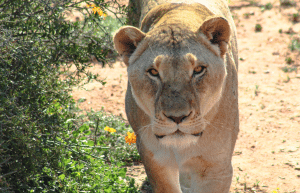 african-wildlife-conservation-private-reserve-32