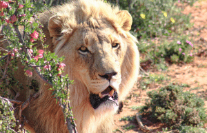 african-wildlife-conservation-private-reserve-33