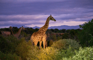 african-wildlife-conservation-private-reserve-48