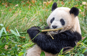 china-giant-panda-volunteer-cultural-tour-23