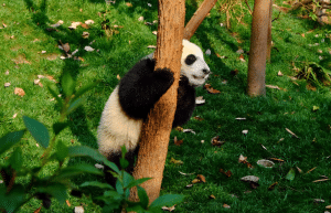 china-giant-panda-volunteer-cultural-tour-24