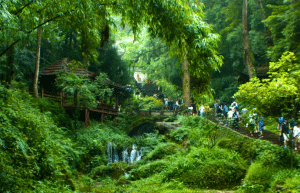 china-giant-panda-volunteer-cultural-tour-26