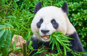 china-giant-panda-volunteer-cultural-tour-27