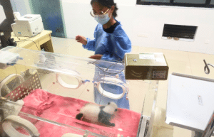 china-giant-panda-volunteer-cultural-tour-29