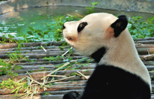 china-giant-panda-volunteer-cultural-tour-37