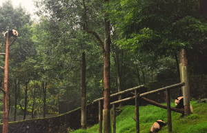 china-giant-panda-volunteer-cultural-tour-38