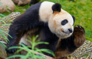 china-giant-panda-volunteer-cultural-tour-39