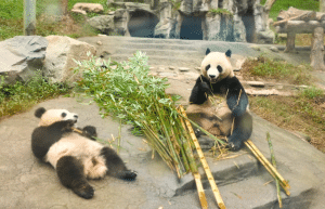 china-giant-panda-volunteer-cultural-tour-40