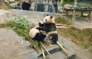 china-giant-panda-volunteer-cultural-tour-41