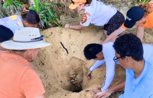 japan-sea-turtle-conservation-volunteering-in-okinawa-14