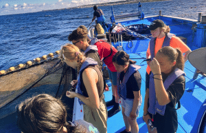 japan-sea-turtle-conservation-volunteering-in-okinawa-16