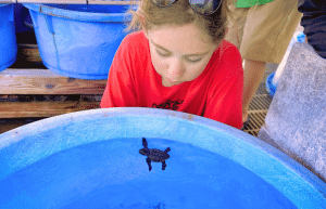 japan-sea-turtle-conservation-volunteering-in-okinawa-24