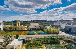 japan-sea-turtle-conservation-volunteering-in-okinawa-41