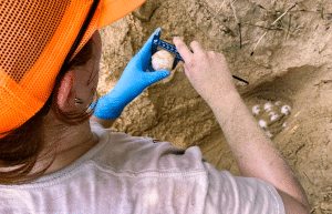 japan-sea-turtle-conservation-volunteering-in-okinawa-49