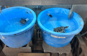 japan-sea-turtle-conservation-volunteering-in-okinawa-6