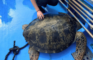 japan-sea-turtle-conservation-volunteering-in-okinawa-7