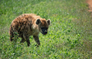 south-africa-lion-tiger-rescue-wildlife-sanctuary-15