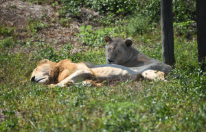 south-africa-lion-tiger-rescue-wildlife-sanctuary-16