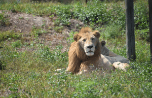 south-africa-lion-tiger-rescue-wildlife-sanctuary-17