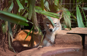 south-africa-lion-tiger-rescue-wildlife-sanctuary-18