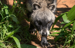 south-africa-lion-tiger-rescue-wildlife-sanctuary-19