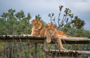 south-africa-lion-tiger-rescue-wildlife-sanctuary-20