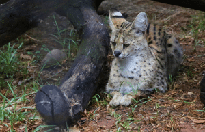 south-africa-lion-tiger-rescue-wildlife-sanctuary-22