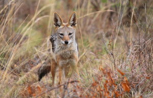 south-africa-lion-tiger-rescue-wildlife-sanctuary-23