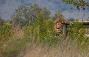 south-africa-lion-tiger-rescue-wildlife-sanctuary-24