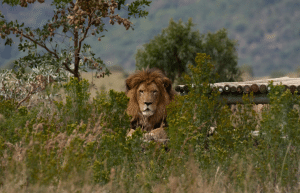 south-africa-lion-tiger-rescue-wildlife-sanctuary-25