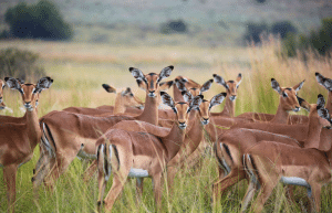 south-africa-lion-tiger-rescue-wildlife-sanctuary-27