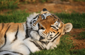 south-africa-lion-tiger-rescue-wildlife-sanctuary-28