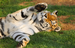 south-africa-lion-tiger-rescue-wildlife-sanctuary-29