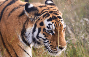 south-africa-lion-tiger-rescue-wildlife-sanctuary-30