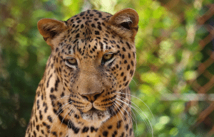 south-africa-lion-tiger-rescue-wildlife-sanctuary-31